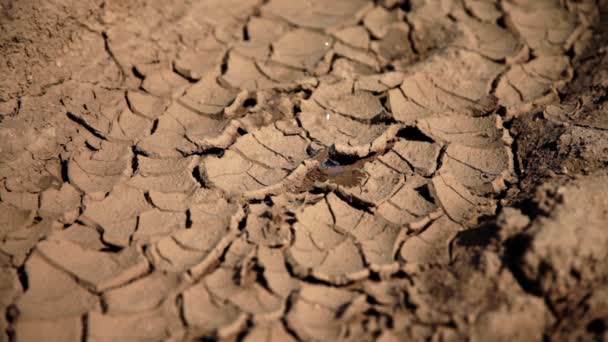 Watering the dried and cracked soil — Stock Video