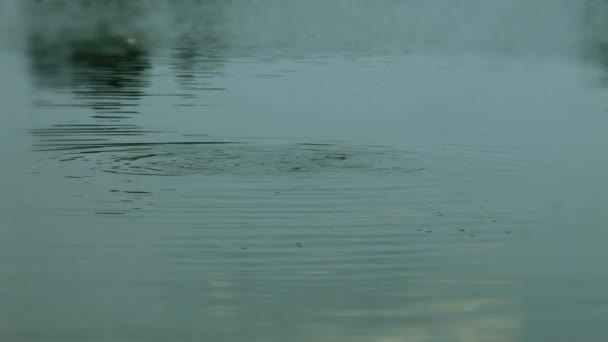 小さい魚は川の表面の隣に遊んでいます。 — ストック動画