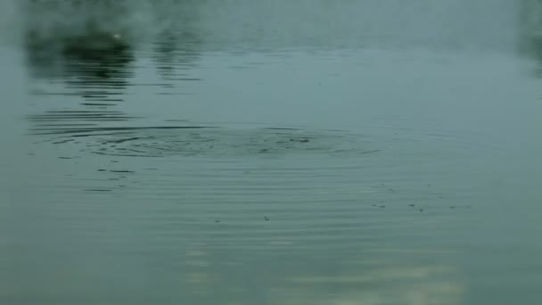 Les petits poissons jouent à côté de la surface des rivières 