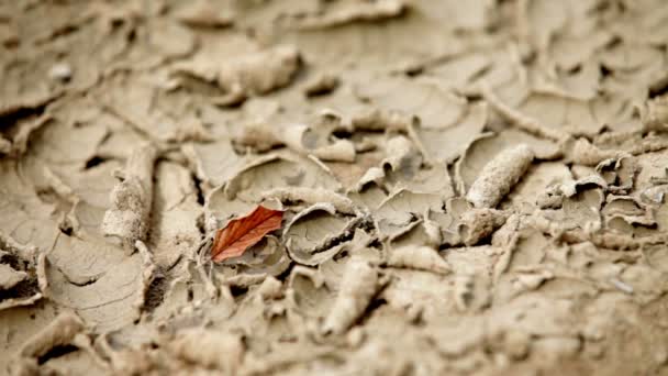 Шкіра крапель води над коричневим листом на бруді — стокове відео