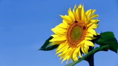 çiçek kafa ile iki arı polen toplama