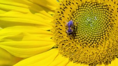 çiçek kafamı meşgul arı