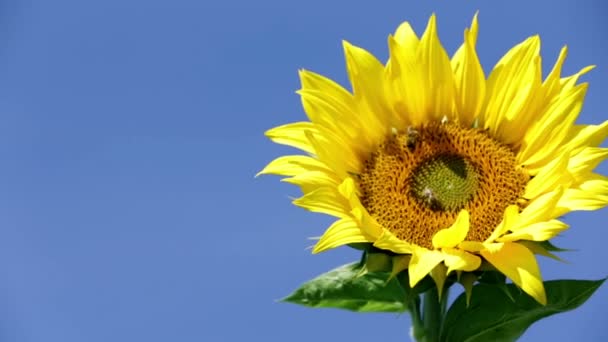 Sonnenblume und die Biene — Stockvideo