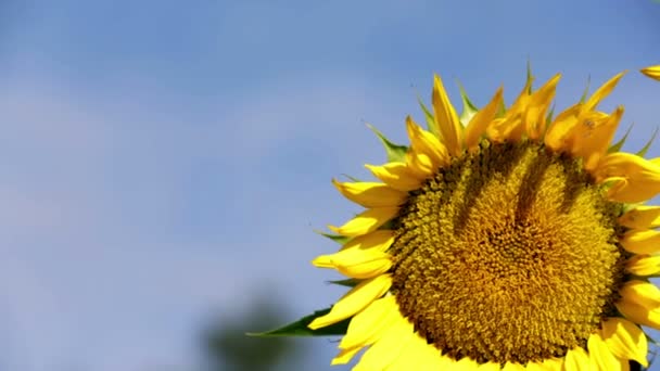 Kippschuss vom blauen Himmel zur Sonnenblume mit Bienen — Stockvideo