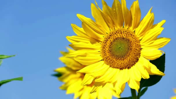 Girasol tambaleándose ligeramente en el viento — Vídeos de Stock