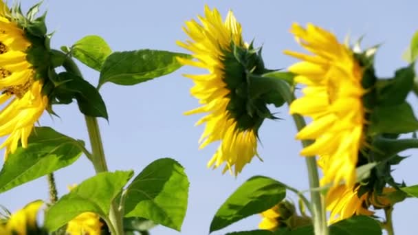 Row of sunflowers turned towards the sun — Stock Video