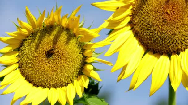 Fliegen im Kern der Sonnenblumen top — Stockvideo