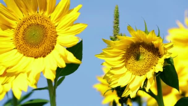 Sunflower wobbling slightly in the wind — Stock Video