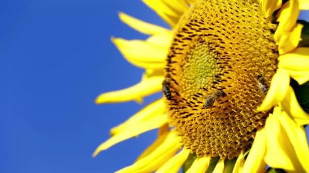 在采集的向日葵花粉的蜜蜂 — 图库视频影像
