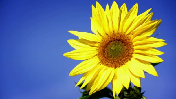 Toppen av sunflower med vacker blå himmel — Stockvideo