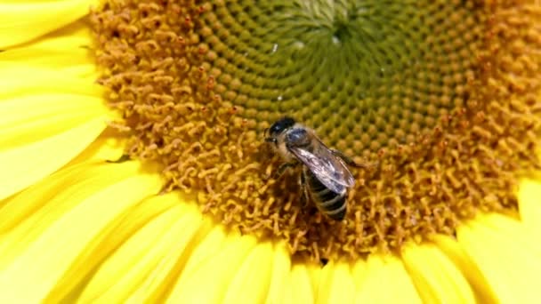 La abeja recogiendo el polen — Vídeo de stock