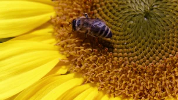 Récolte de pollen de près par les abeilles 