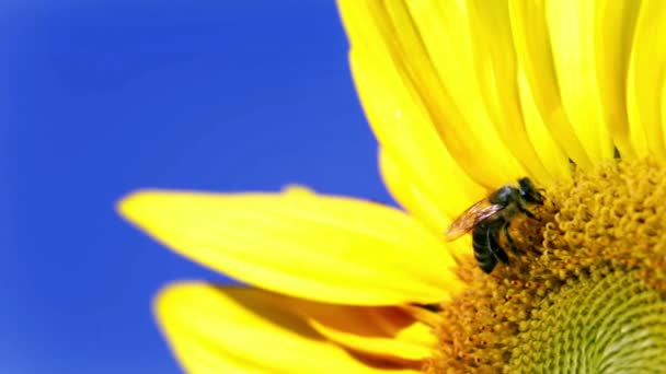 Kleine Biene sammelt die Pollen auf dem Kopf der Sonnenblume — Stockvideo