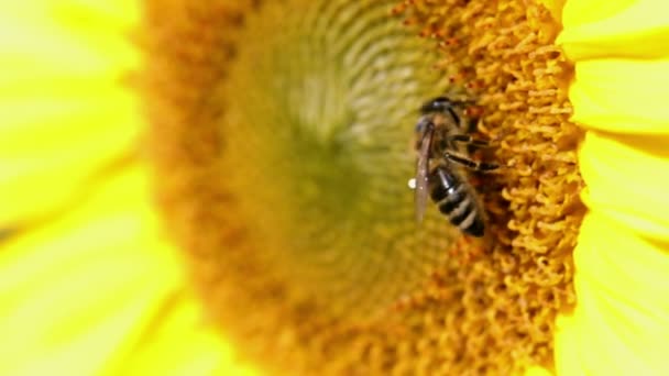 La abeja selecciona cuidadosamente el polen en el girasol — Vídeo de stock