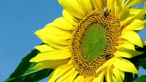 Cabeza de flor en día caluroso con dos abejas caminando alrededor — Vídeo de stock