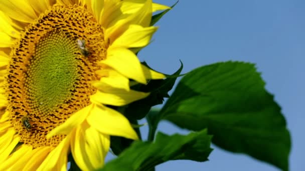 Blütenkopf der Sonnenblume mit Bienen — Stockvideo