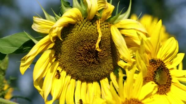 Groupe de têtes de tournesol avec des abeilles volant autour 