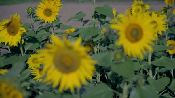 Gruppe Sonnenblumen wandte sich den Sonnenstrahlen zu — Stockvideo