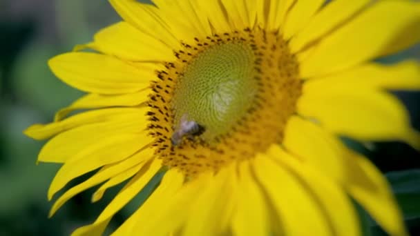 Бджола ходить навколо квіткової голови, збираючи пилок — стокове відео