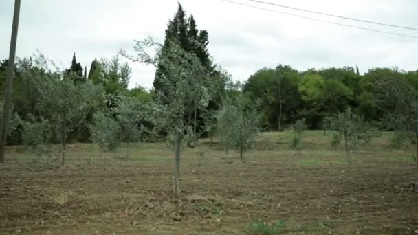 Drzewa oliwne zginać od wiatr wieje — Wideo stockowe