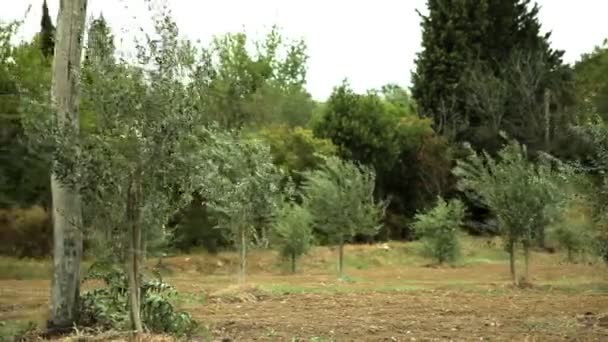 Feld von Olivenbäumen — Stockvideo