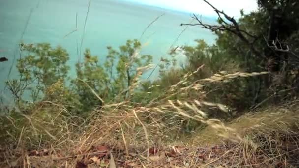 Plukje gras en groene struiken op de oever van de zee — Stockvideo