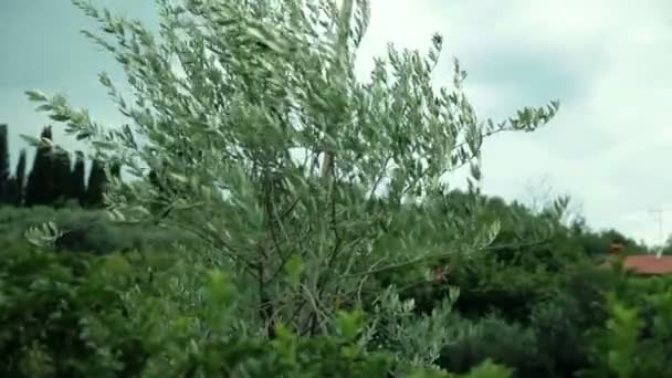 The wind is swaying the olive tree — Stock Video