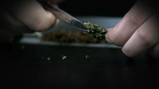 Cutting up the marijuana bud with scissors — Stock Video