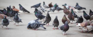 Pigeons clipart