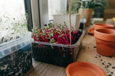 Mutfaktaki plastik bir kabın içinde pancar filizleri.