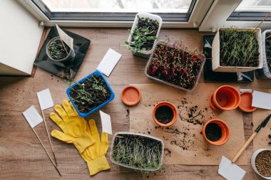 Evde mutfağa tohum ekme işlemi