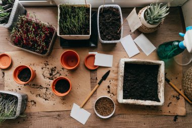 Evdeki konteynırlarda yenilebilir mikroyeşil lahanalar