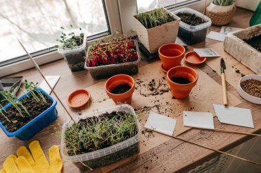 Evdeki konteynırlarda yenilebilir mikroyeşil lahanalar