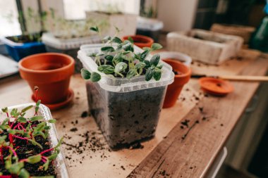 Mutfaktaki plastik bir kabın içinde salatalık filizleniyor.