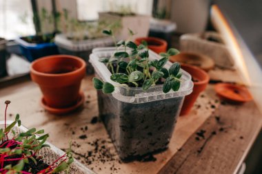 Mutfaktaki plastik bir kabın içinde salatalık filizleniyor.