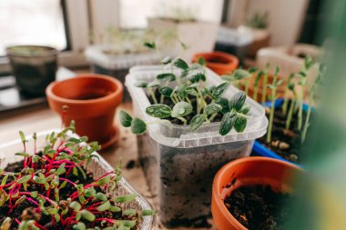 Mutfaktaki plastik bir kabın içinde salatalık filizleniyor.