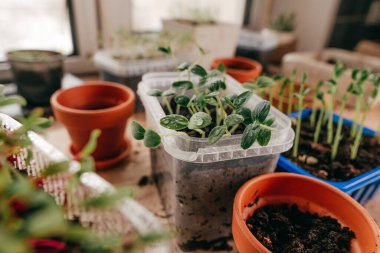 Mutfaktaki plastik bir kabın içinde salatalık filizleniyor.