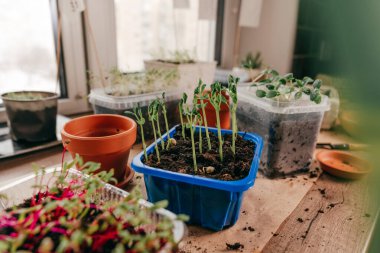 Mutfaktaki plastik bir kabın içinde bezelye filizleri.