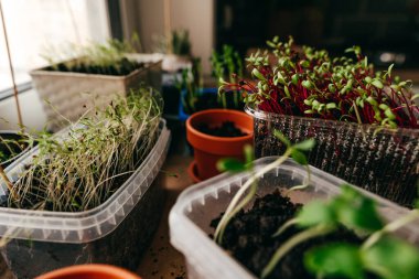 Mutfaktaki plastik bir kabın içinde pancar ve dereotu filizlenir.