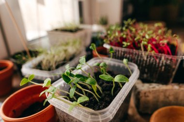 Mutfaktaki plastik bir kabın içinde salatalık filizleniyor.