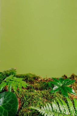 Yeşil arka planda orman bitkilerinin yeşil yaprakları ve metin için boş alan. Su damlalı eğreltiotu ve yosun. Eğreltiotu üzerine seçici odaklanma.