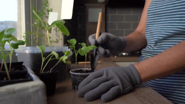 Vrouwelijke handen in handschoenen losmaken van de grond in een bloempot met radijs spruiten — Stockvideo