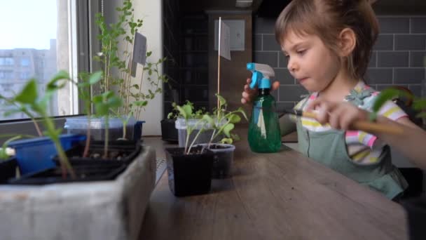 Klein vijf jaar oud meisje verzorgen van planten op de keuken vensterbank — Stockvideo
