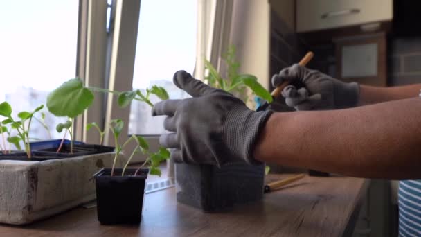 Vrouwelijke handen in handschoenen losmaken van de grond in een bloempot met komkommer spruiten — Stockvideo