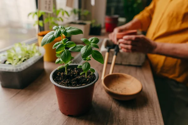 Hierba Albahaca Una Maceta Cerca Mujer Plantando Semillas Mesa Inicio —  Fotos de Stock