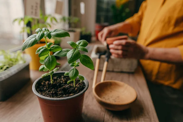 Hierba Albahaca Una Maceta Cerca Mujer Plantando Semillas Mesa Inicio —  Fotos de Stock