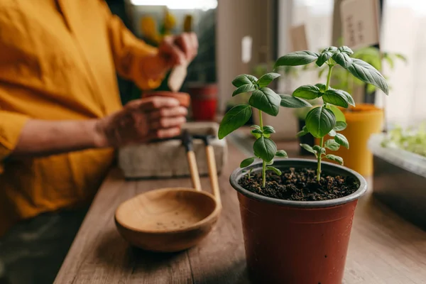 Hierba Albahaca Una Maceta Cerca Mujer Plantando Semillas Mesa Inicio —  Fotos de Stock