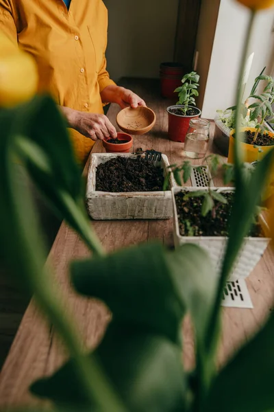 Primer Plano Mujer Plantando Semillas Tomate Una Maceta Inicio Plantación —  Fotos de Stock