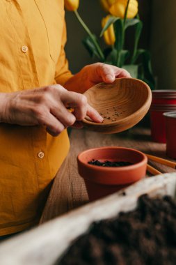 Çiçek saksısına domates tohumu eken kadına yaklaş. Mutfak penceresinin kenarında ev dikimi. Ellere odaklan..