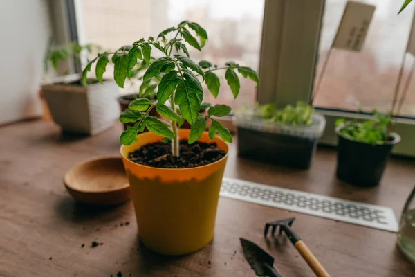 Tomato Sprout Flowerpot Table Home Planting Kitchen Windowsill Selective Focus — стоковое фото